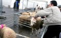 Brussels Residents Overwhelmingly Support Animal Stunning Before Slaughter, Survey Shows