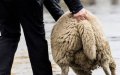 Brussels Sees Decline in Illegal Sheep Slaughter During Eid Al-Adha Festival