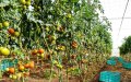 Canary Islands Farmers Demand EU-Morocco Trade Deal Reform Amid Brexit Fallout
