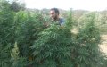Cannabis Crackdown: Morocco Revokes 111 Licenses Amid Industry Boom