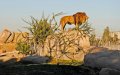 Casablanca Approves Plan to Revitalize Ain Sebaa Zoo