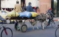 Casablanca Bans Animal-Drawn Carts and Livestock in Urban Areas
