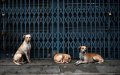 Casablanca Court Delays Hearing in Stray Dog Attack Case Against City Officials