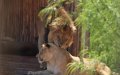 Casablanca: finally the Aïn Sebaâ zoo