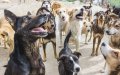 Casablanca Launches Massive Stray Animal Sterilization Program, Targeting Over 6,500 Dogs and Cats