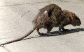 Casablanca Launches $2 Million Annual Plan to Combat Pests and Stray Animals
