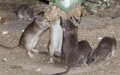 Casablanca Launches $2 Million Pest Control Initiative to Combat Rat Infestation