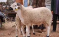 Casablanca Municipal Presidents Face Suspension Over Eid Livestock Scandal