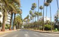 Casablanca to Phase Out Palm Trees for Biodiversity-Friendly Alternatives