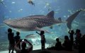 Casablanca Plans $40 Million Oceanarium to Boost Tourism and Marine Education