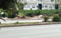 Casablanca Residents Outraged as Authorities Fell Trees on Al Qods Boulevard