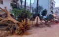 Casablanca Residents Protest Removal of 132 Trees in Urban Renewal Project