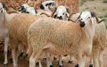 Casablanca Sets Eid Al-Adha Sheep Slaughter Prices Amid Pandemic Precautions