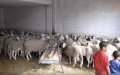 Casablanca Sets Eid al-Adha Slaughter Prices, Emphasizes Food Safety Standards