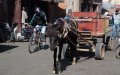 Casablanca Struggles to Enforce Ban on Animal-Drawn Carts