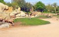 Casablanca Zoo Opening Delayed Again; City Commission Investigates Setbacks