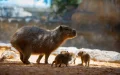 Casablanca Zoo: opening tomorrow and tariffs revealed, the controversy persists