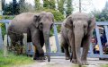 Casablanca Zoo Set to Reopen Amid Controversy Over High Admission Fees