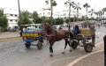Casablanca's Ban on Animal-Drawn Carts Fails, Ramadan Sees Surge in Usage