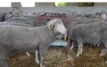 Catalan Muslims Urged to Celebrate Eid al-Adha, Defying Moroccan King's Advice