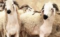 Ceuta Cancels Eid Al-Adha Celebration Amid COVID-19 Concerns