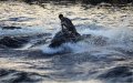 Ceuta Cracks Down on Jet-Ski Use to Combat Smuggling from Morocco