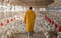 Chicken Prices Soar in Morocco as Ramadan Approaches