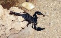 Child Dies from Scorpion Sting in Morocco's Azilal Region; Hospital Lacked Antidote