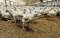China Bans Moroccan Poultry Imports After Newcastle Disease Outbreak