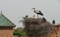 Climate Change Alters Stork Migration Patterns in North Africa