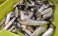Climate Change Drives Sardine Migration Along Northwest African Coast, Study Finds