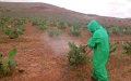 Cochineal Infestation Spreads to Northern Morocco's Prickly Pear Crops