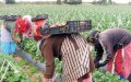 Cold Snap Delays Strawberry Harvest and Moroccan Workers' Arrival in Spain