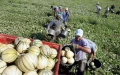 Corsica: Why the island's economy can no longer do without Moroccans