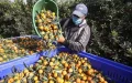 Corsica's Clementine Harvest: 1,200 Moroccan Workers to Arrive Amid Labor Shortage