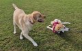 Couple's 8,000-Mile Journey to Save Moroccan Stray Pup