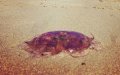 Dangerous Jellyfish Swarm Moroccan Atlantic Beaches, Injuring Beachgoers