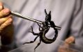 Deadly Moroccan Scorpion Found in French Man's Car After Return Trip
