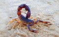 Deadly Scorpion Stings Claim Lives of Two Young Girls in Morocco