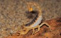 Deadly Scorpion Stings Raise Alarm in Rural Morocco, Highlighting Healthcare Gaps