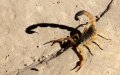 Deadly Scorpion Stings on the Rise in Morocco, Children Most at Risk