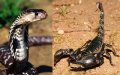 Deadly Snake Bite Claims 6-Year-Old as Agadir Faces Rising Reptile Risks Amid Heatwave