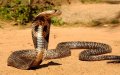 Deadly Snake Bite Claims Moroccan Shepherd's Life in Azilal Region