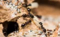 Discovery in Morocco: a rare ant identified in an isolated region