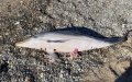 Dolphin Deaths in Ceuta Waters Spark Investigation into Moroccan Fishing Practices