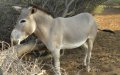 Donkey Skulls Found in Meknes Trash Bin Spark Investigation