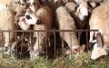 Dozens of Sheep Discovered in Nice Apartment Ahead of Eid al-Adha, Police Investigate