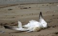 Drama in Tangier: dozens of migratory birds found dead