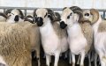 Drought Decimates Morocco's Livestock, Threatening Future Eid Celebrations