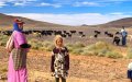 Drought Forces Moroccan Farmers to Use Flour as Livestock Feed Amid Pasture Shortages